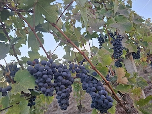 Struguri de vânzare - soiul cabernet 