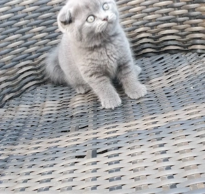 Scottish Fold Blue
