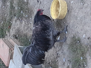 Vand cocos australorp - imagine 4