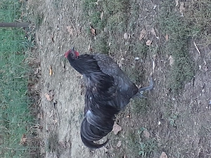 Vand cocos australorp - imagine 2