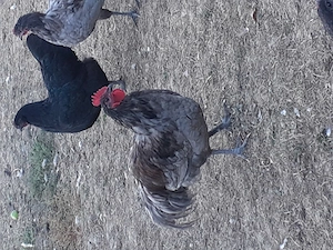 Vand cocos australorp - imagine 5