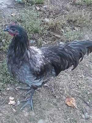 Vand cocos australorp