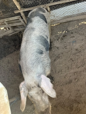 Porc pietrain