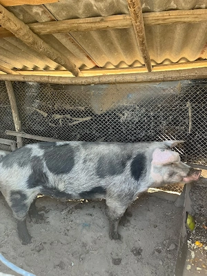 Porc pietrain - imagine 5