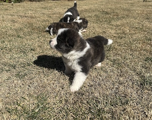 Akita Inu Brindle - imagine 2