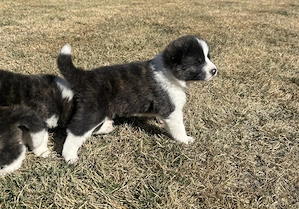 Akita Inu Brindle