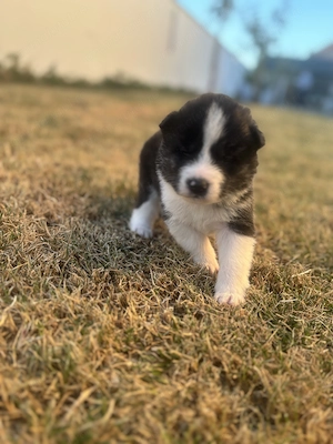 Akita Inu Brindle - imagine 5