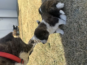 Akita Inu Brindle - imagine 4