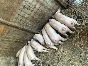 Purcei | Porc de carne | Calitate  - imagine 3