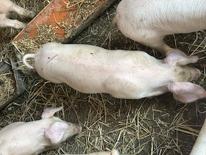Purcei | Porc de carne | Calitate  - imagine 4