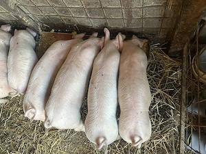 Purcei | Porc de carne | Calitate  - imagine 2