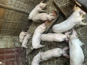 Purcei | Porc de carne | Calitate  - imagine 5