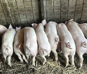 Purcei | Porc de carne | Calitate 
