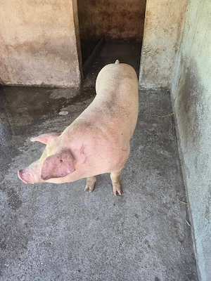 Porci rasa carne la vanzare!