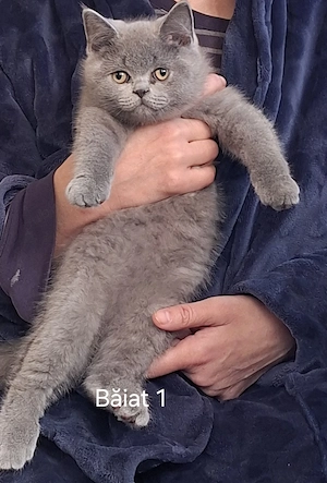 British Blue Shorthair - imagine 2
