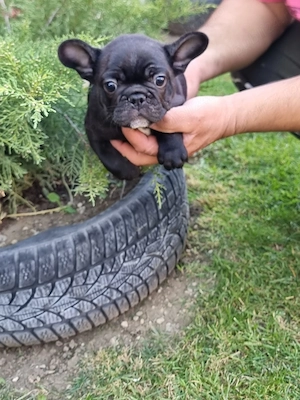 Vând Bulldog francez mascul 6 saptamani 