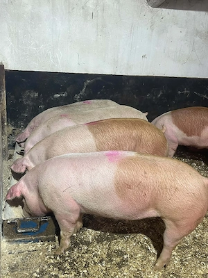 Porci de vanzare de RASA! - imagine 3