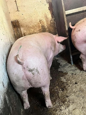 Porci de vanzare de RASA! - imagine 2
