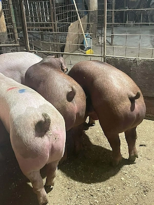 Porci de vanzare de RASA! - imagine 1