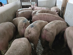 Porci rasa pt Carne! - imagine 3
