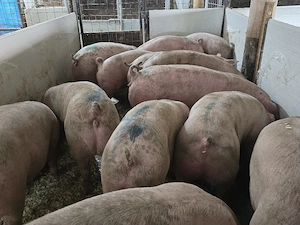 Porci rasa pt Carne! - imagine 4