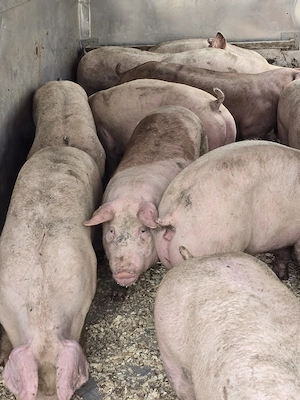 Porci rasa CARNE! - imagine 3