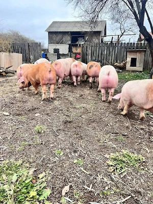 Porci RASA carne! - imagine 3