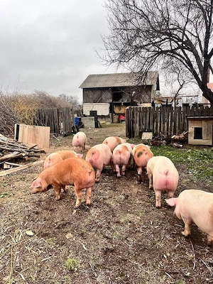 Porci RASA carne!