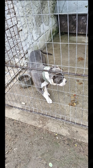 Cățel american bully blue vârstă 2 ani 