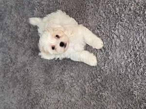 Bichon Maltese