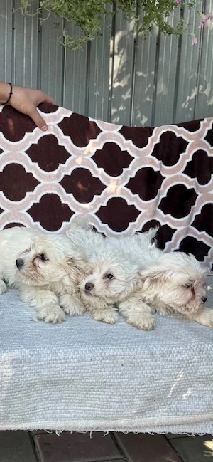 Cateluse Bichon(3 fetite )