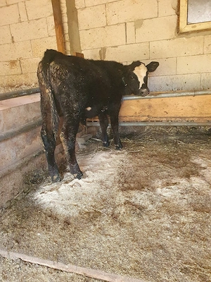 vițel angus de vanzare