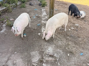 Vand porci crescuti Bio