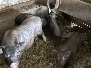 familie de porci