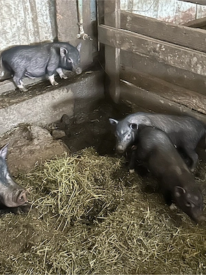 familie de porci - imagine 4