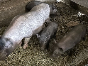 familie de porci - imagine 3