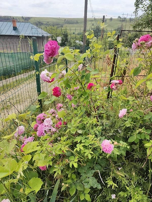 Casa și teren de vânzare în 2 rate - imagine 7