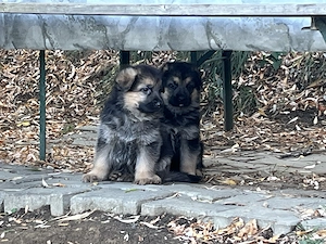 Pui Ciobănesc german, un mascul și o femela