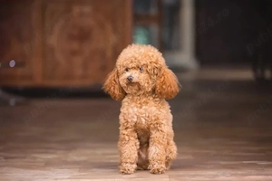 Pudel Toy Poodle mini apricot coniac