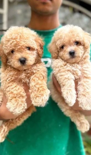 Pudel Toy Poodle mini apricot coniac - imagine 3