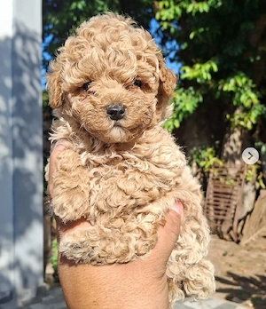 Pudel Toy Poodle mini apricot coniac - imagine 5