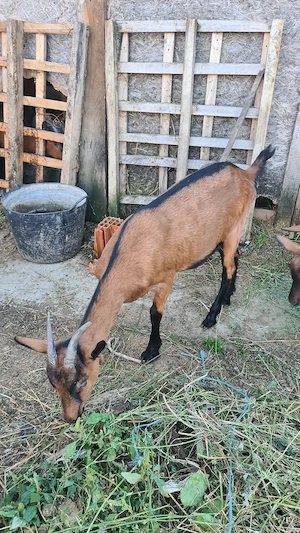 Alpină franceză iadă gestanta  - imagine 2
