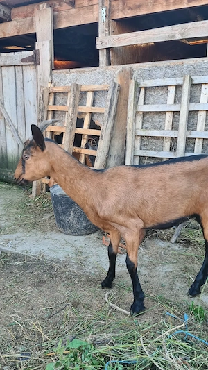 Alpină franceză iadă gestanta 