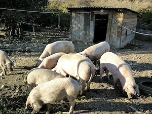 Vând porci 