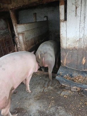 Porci de carne - imagine 3