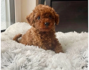 catelusi pudel  caniche red talie mica 