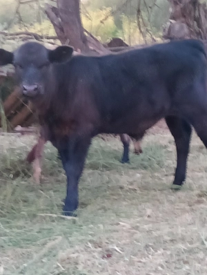 vand taurasi angus 5 luni  - imagine 3