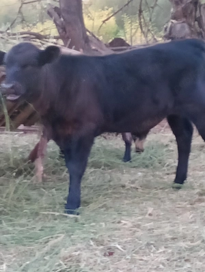 vand taurasi angus 5 luni 