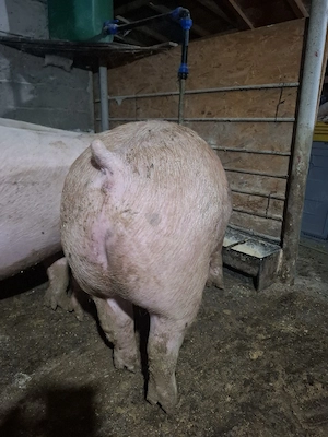 Vând porci de carne hrăniți corespunzător  200 kg-250 kg