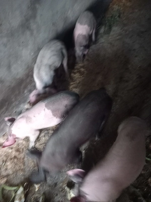 purcei de 12 saptamani 